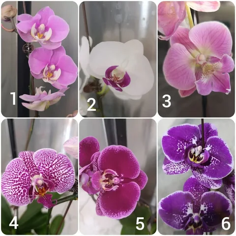 Продажа цветущих орхидей разных сортов - Рабочие перчатки в Владивосток