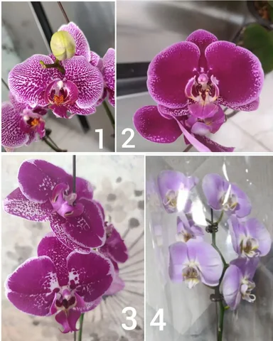 Продажа цветущих орхидей в Артёме - частное объявление в Артём