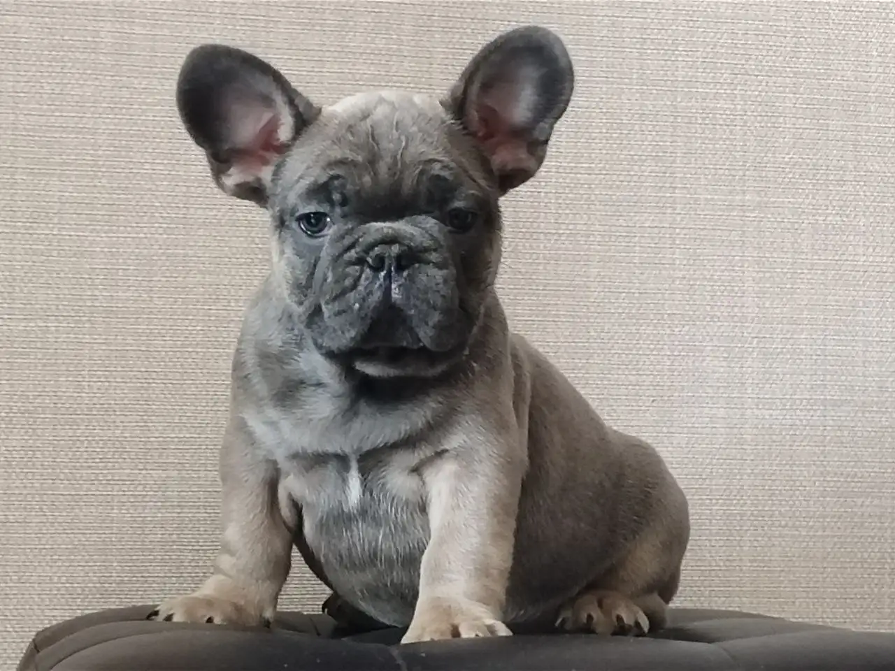 Продажа щенка французского бульдога голубо-палевого окраса - Собаки (Животные) в Владивосток