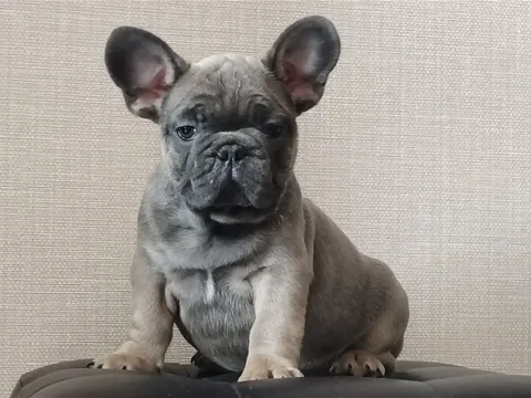 Продажа щенка французского бульдога голубо-палевого окраса - Животные в Владивосток