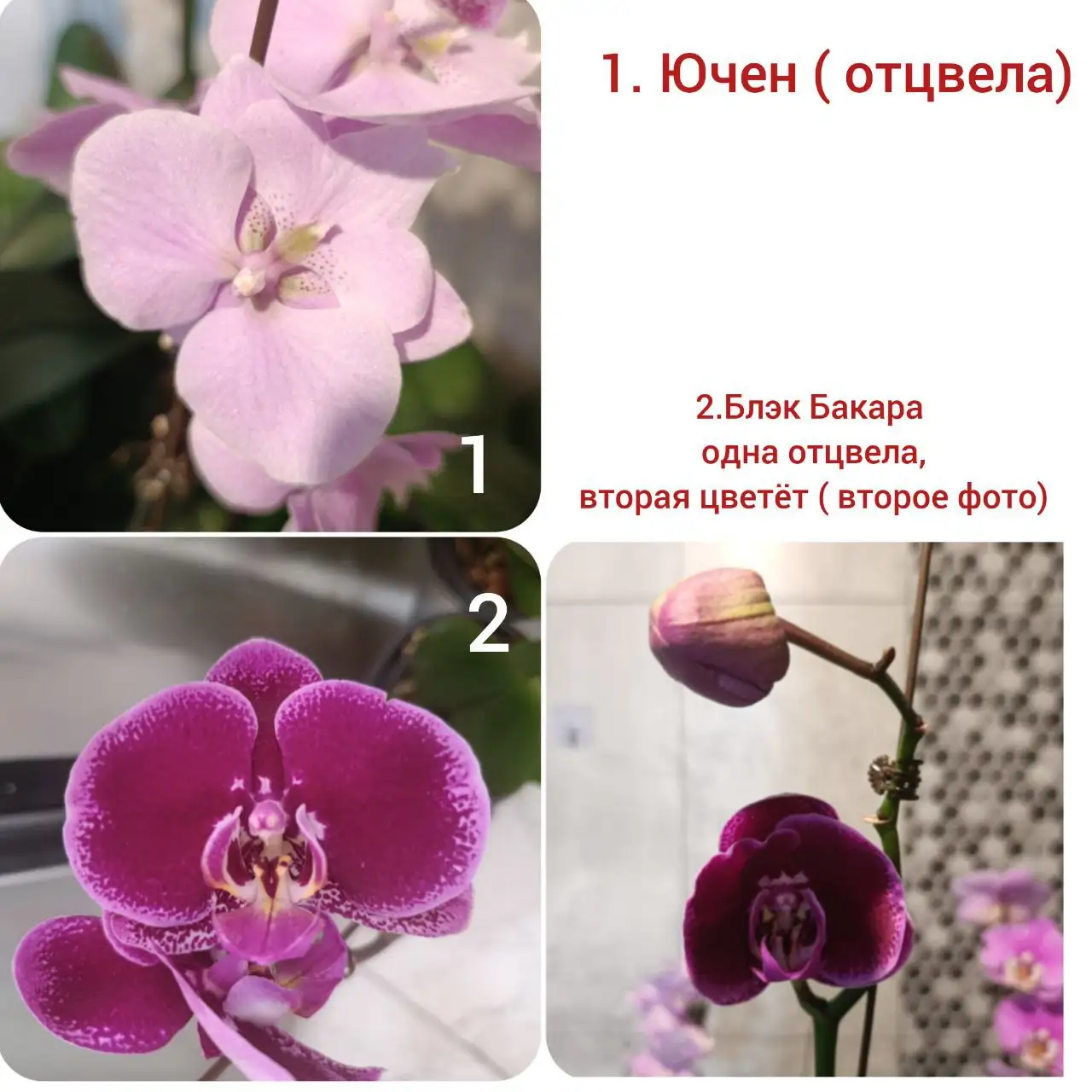 Продам орхидеи Ючен и Блэк Бакара - Растения (Хобби и отдых) в Артём