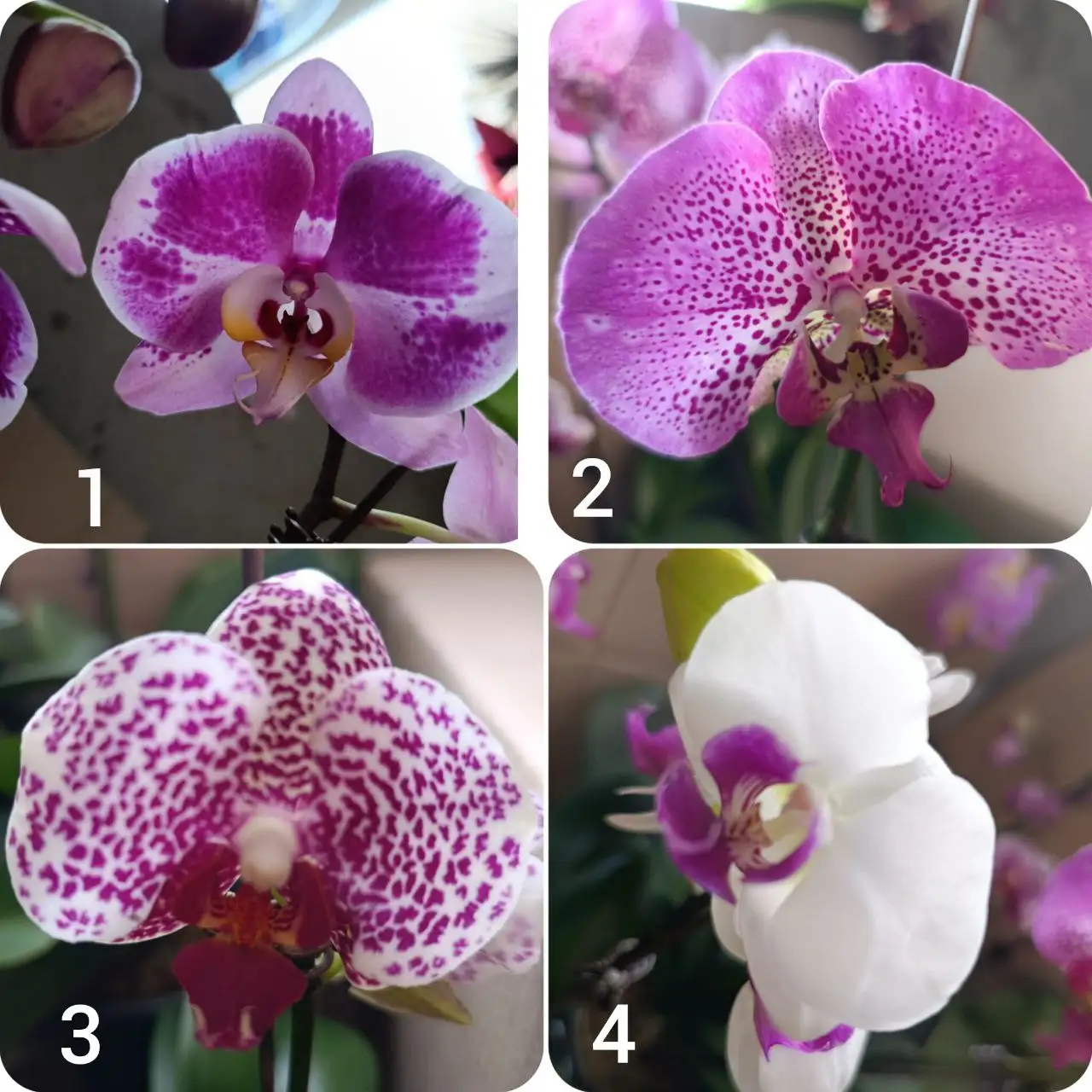 Продажа цветущих орхидей и рассады - Растения (Хобби и отдых) в Артём