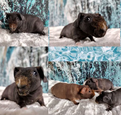 Продаётся морская свинка породы Скинни - частное объявление в Артём