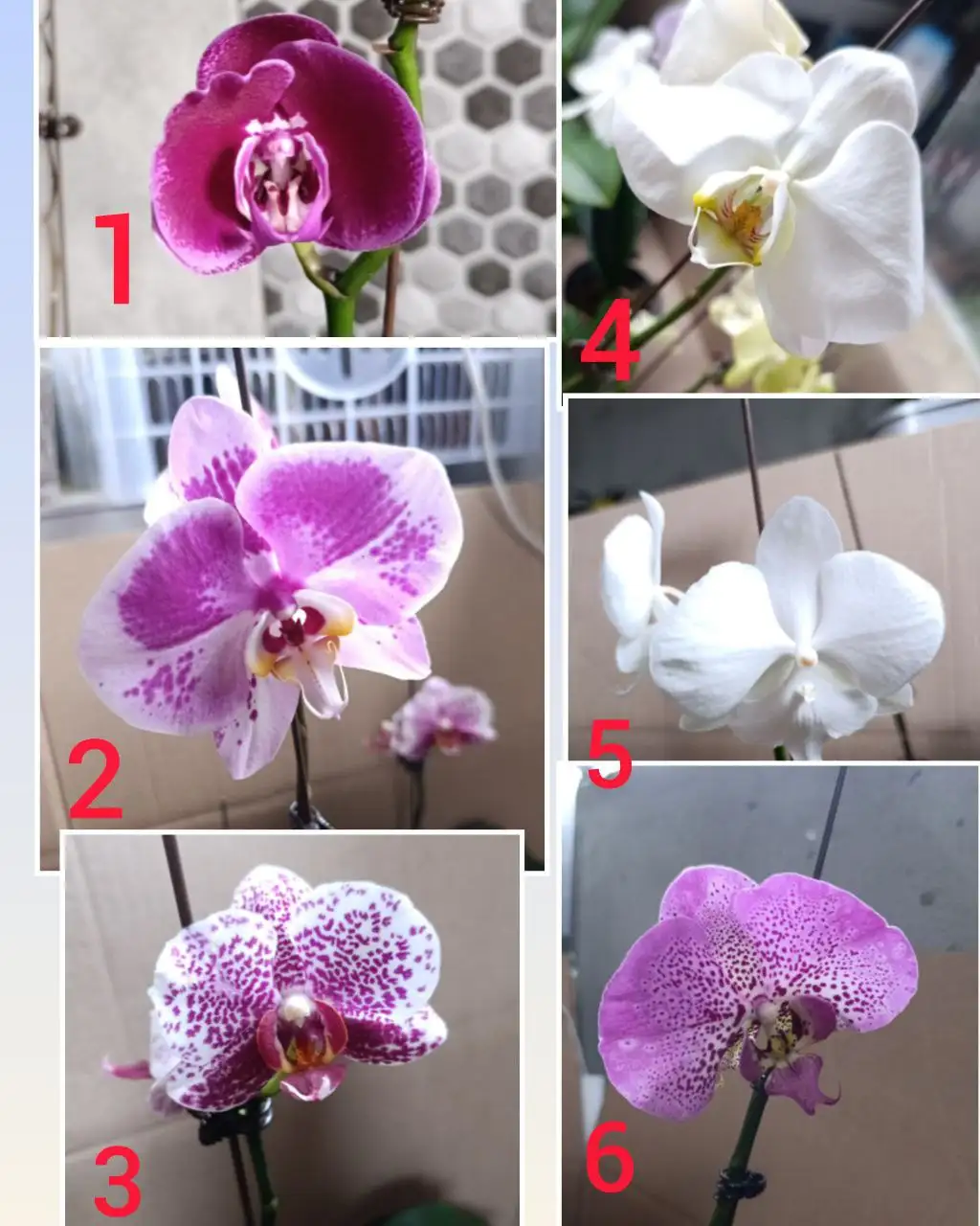 Продажа цветущих орхидей различных сортов - Растения (Хобби и отдых) в Артём