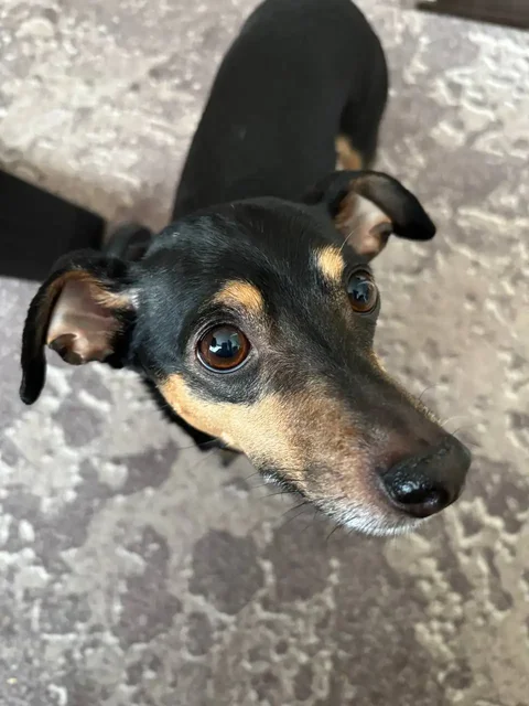 Отдаю в добрые руки пинчера Бакса - Грызуны в Владивосток