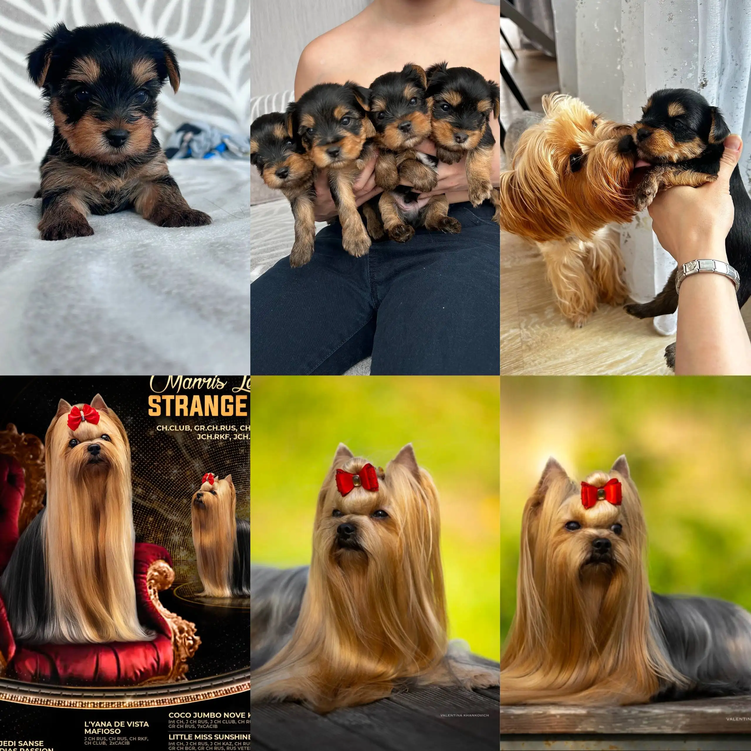 Щенки Йоркширского терьера с документами и родословной - Собаки (Животные) в Владивосток