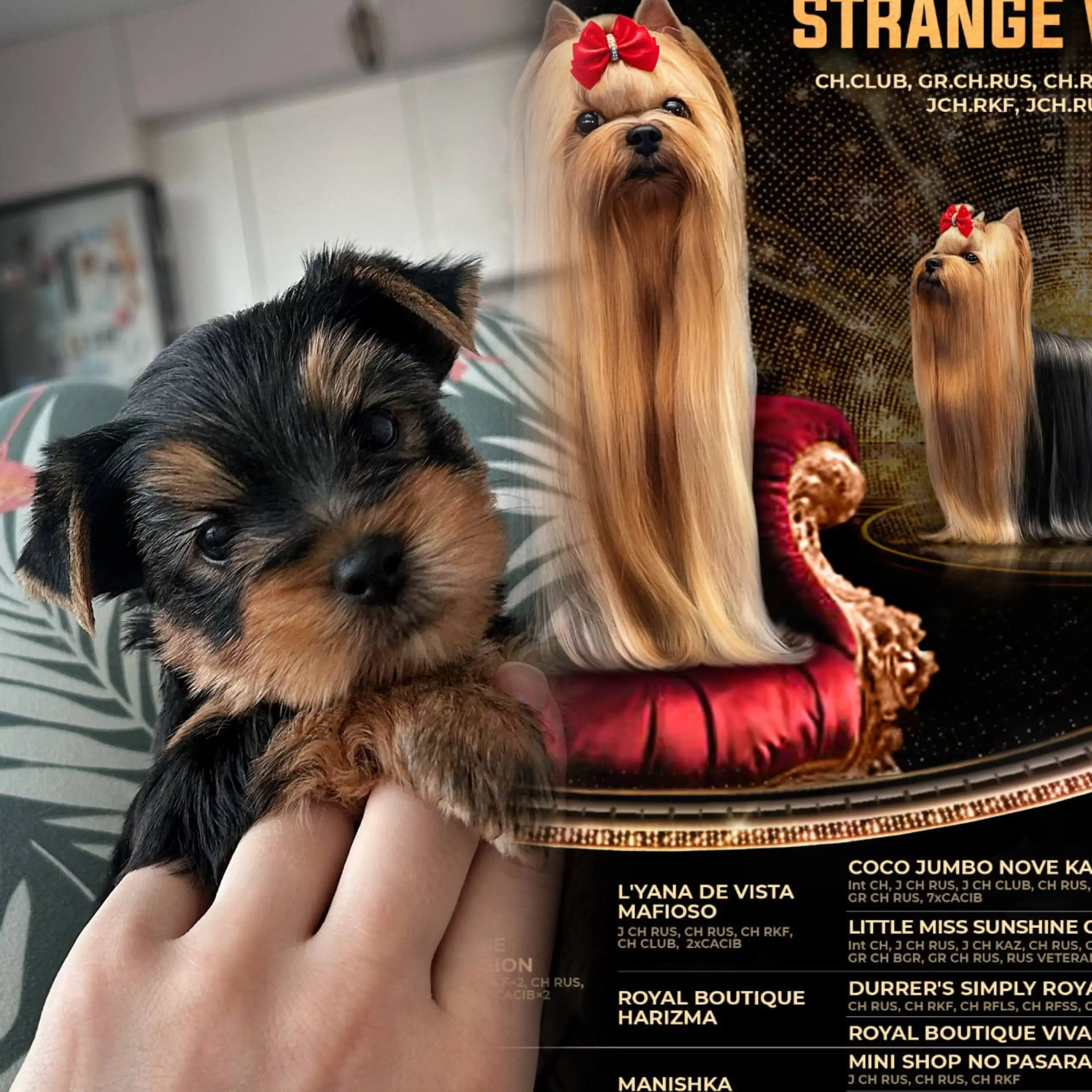 Щенки Йоркширского терьера с документами - Собаки (Животные) в Владивосток