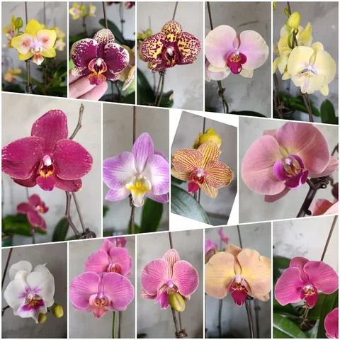 Продажа цветущих орхидей различных сортов - Аренда жилья для отдыха в Артём