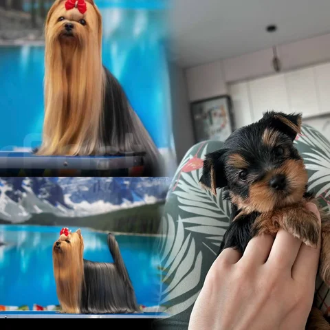 Щенки йоркширского терьера с документами и родословной - Кролики в Владивосток