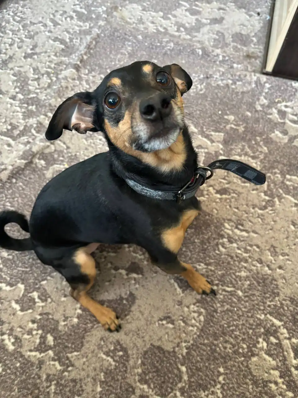 Отдаю в добрые руки пинчера по кличке Бакс - Собаки (Животные) в Владивосток