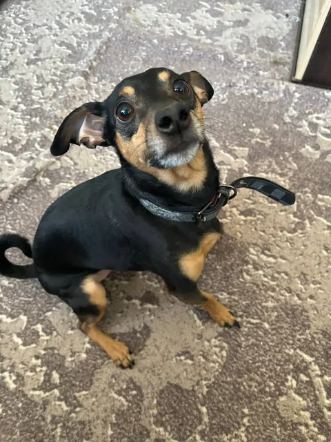 Отдаю в добрые руки пинчера по кличке Бакс - Кролики в Владивосток