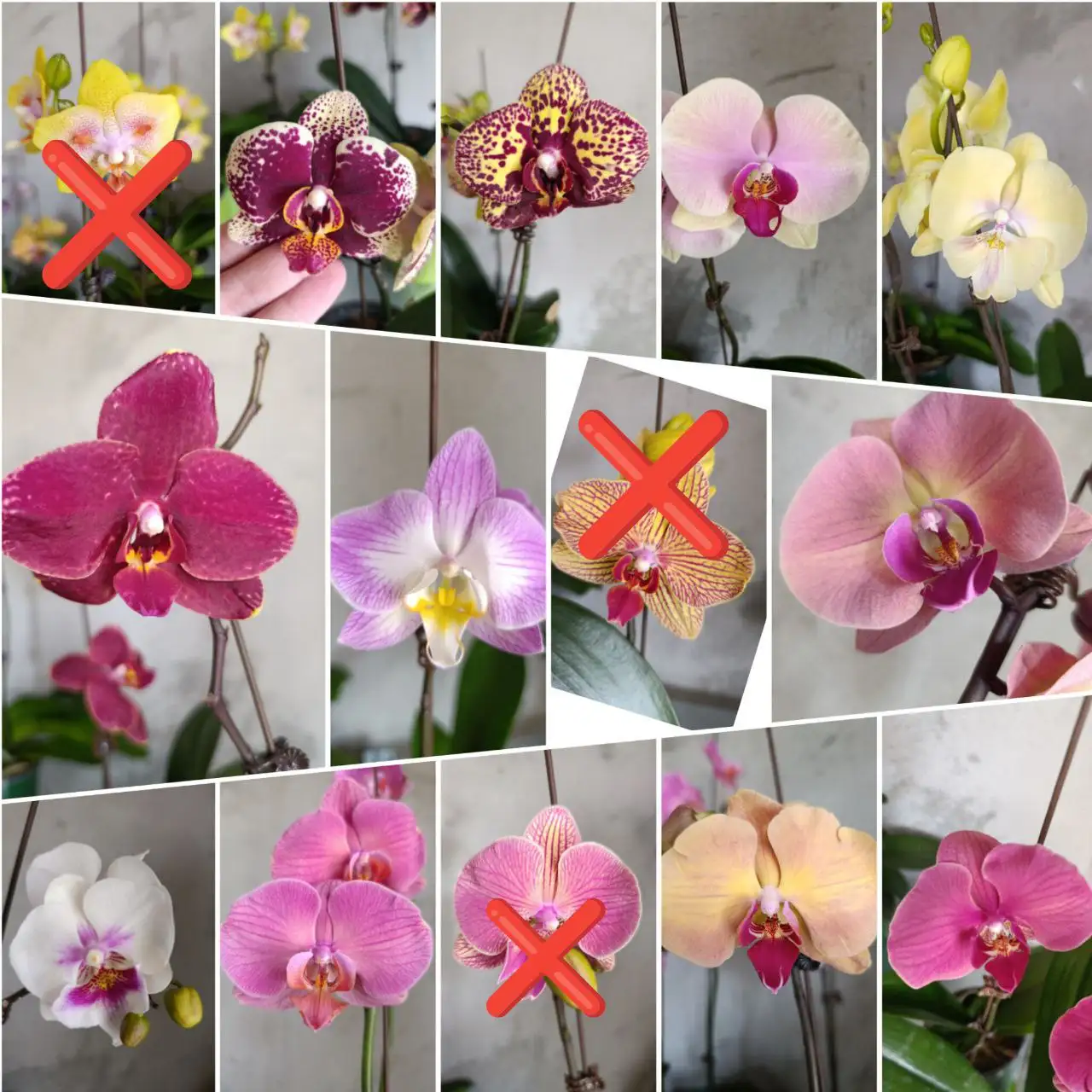 Цветущие орхидеи в Артёме - Растения (Хобби и отдых) в Артём