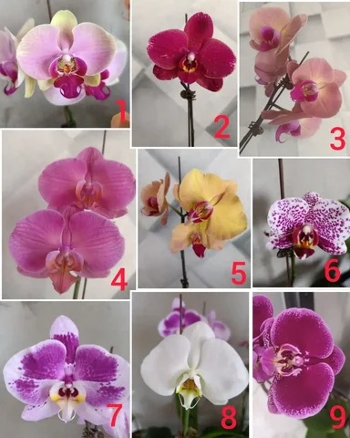 Продажа цветущих и отцветших орхидей - частное объявление в Артём