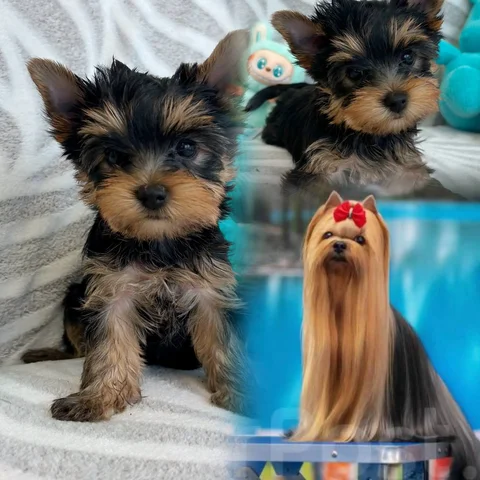 Щенки Йоркширского терьера с документами - Экзотические животные в Владивосток