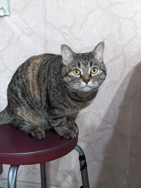 Пропала кошка Пенни в районе дома Ватутина 4в - Напитки в Владивосток