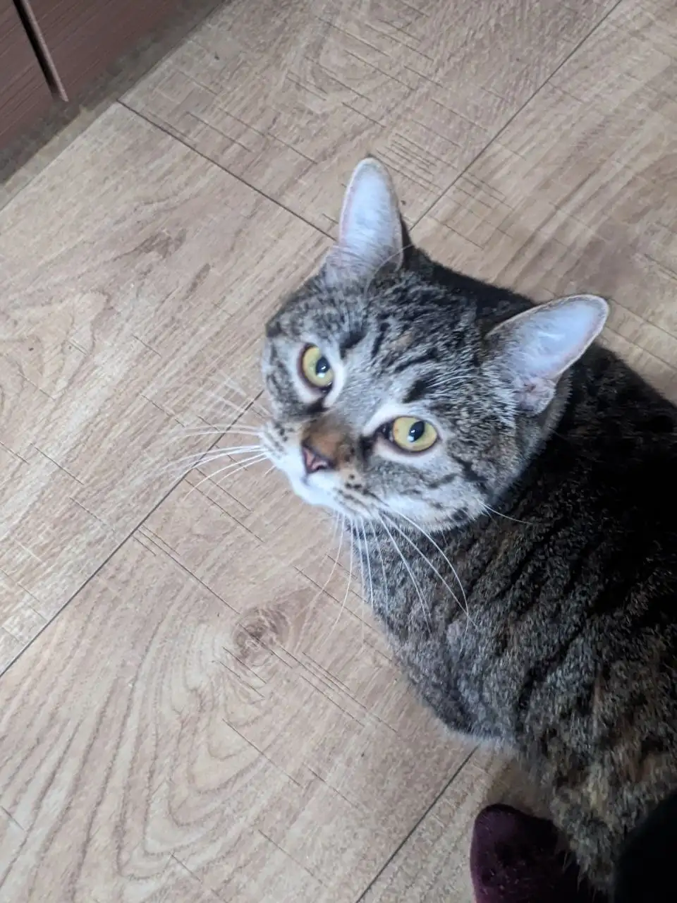 Пропала кошка Пенни в районе дома Ватутина 4в - Барахолка в Владивосток