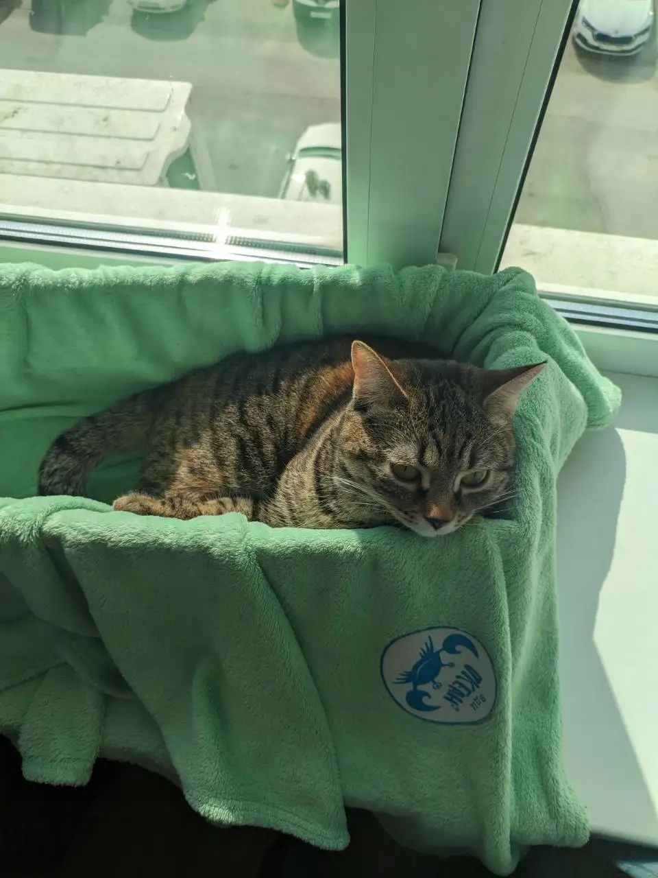 Пропала кошка Пенни в районе дома Ватутина 4в - Барахолка в Владивосток