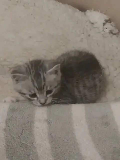 Бесплатный котёнок - Корм для животных в Владивосток