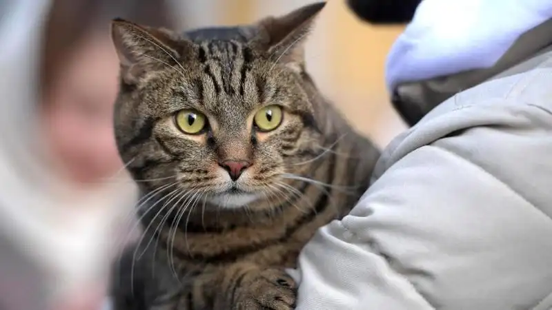 В России введут обязательную регистрацию кошек