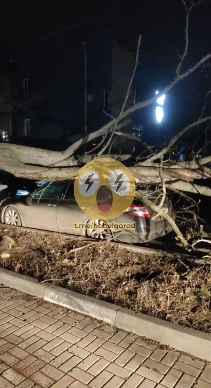 Дерево упало на машины на улице 60 лет Октября в Белгороде