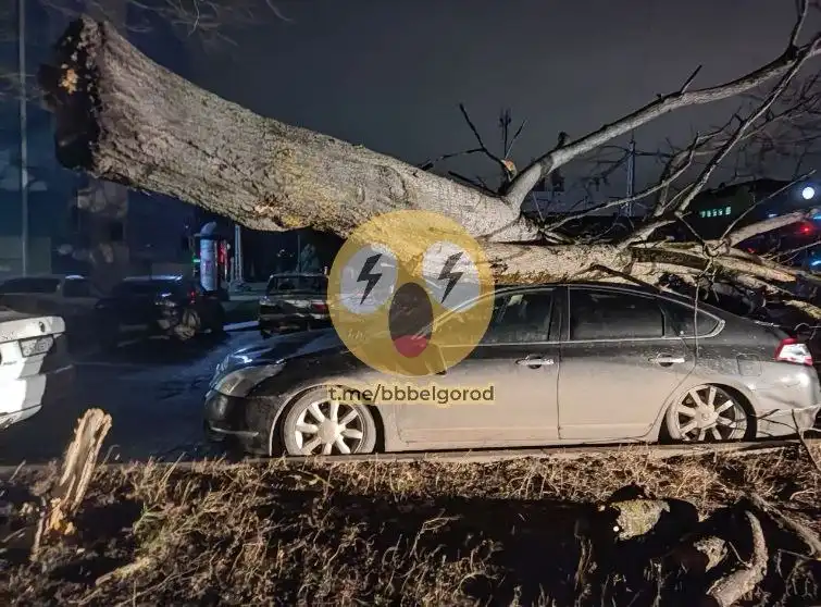Дерево упало на машины на улице 60 лет Октября в Белгороде