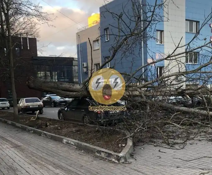 Дерево упало на машины на улице 60 лет Октября в Белгороде