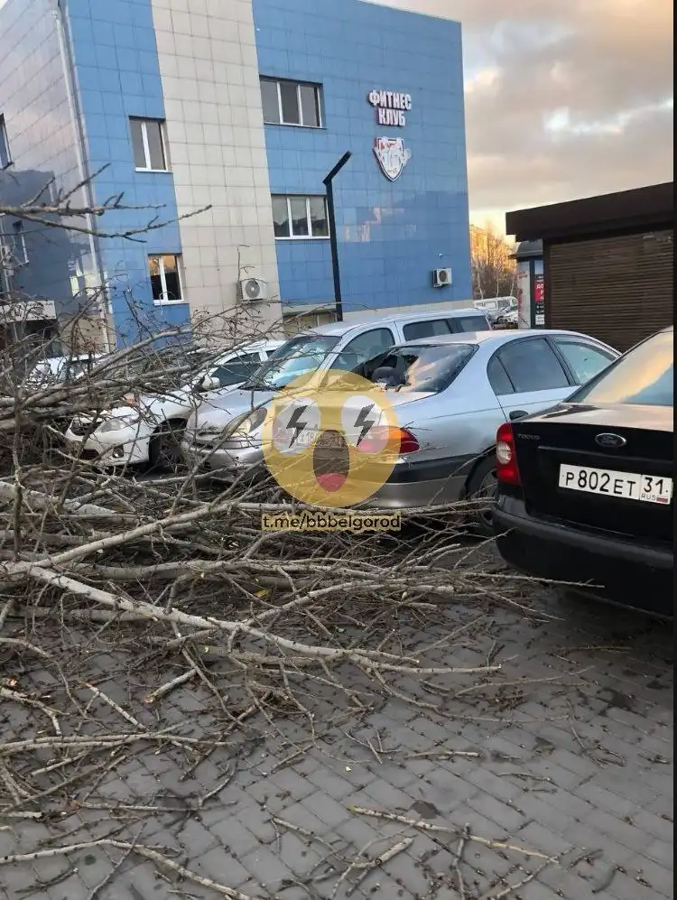 Дерево упало на машины на улице 60 лет Октября в Белгороде
