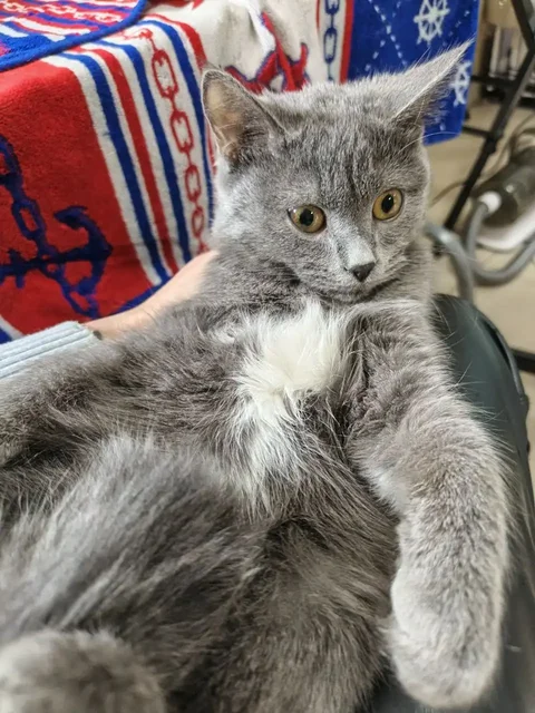 Девочка 5 месяцев в добрые руки - Животные в Ставрополь