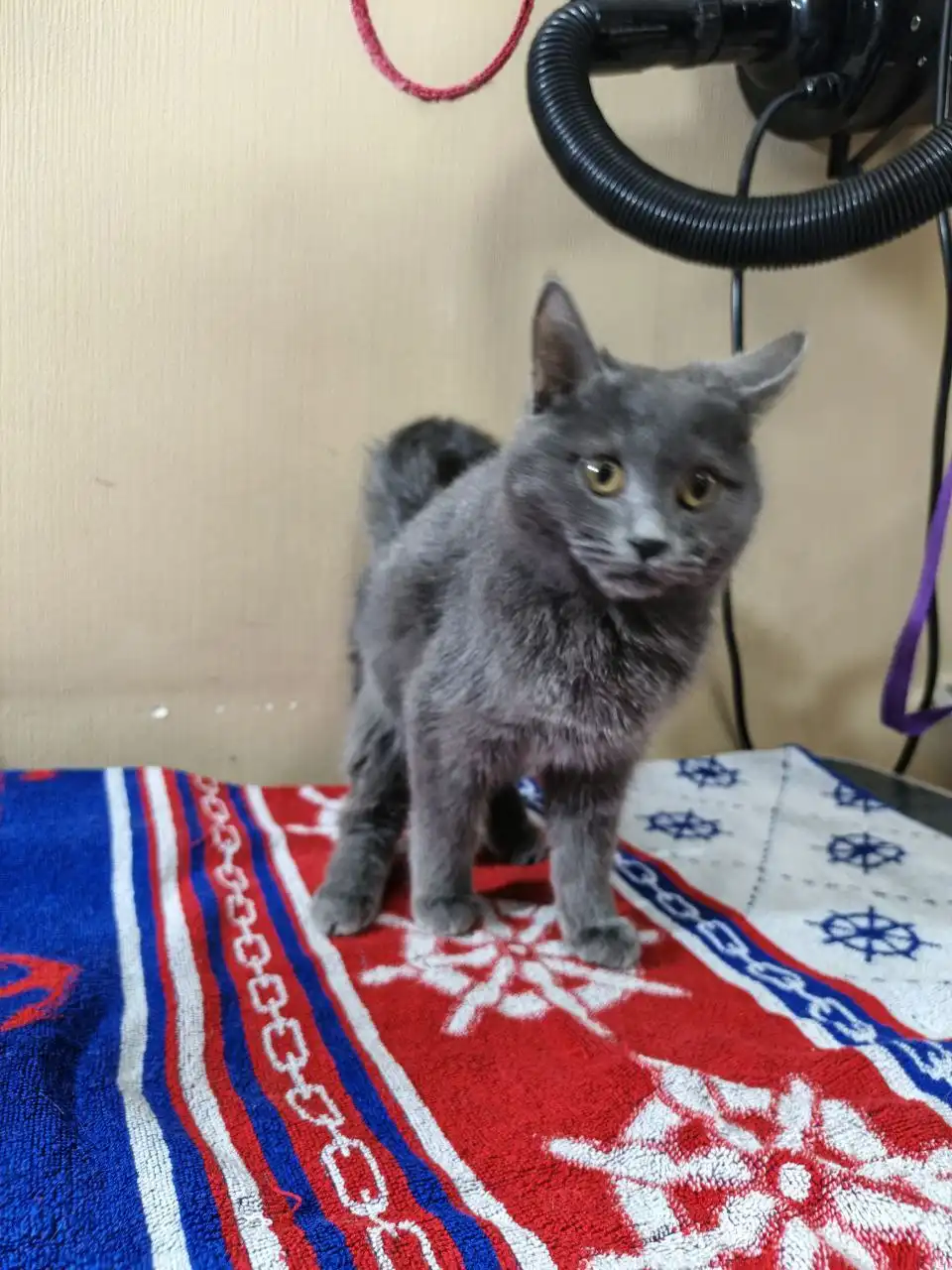 Девочка 5 месяцев в добрые руки