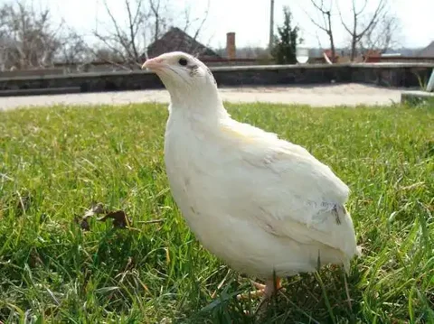 Продажа суточных и подрощенных перепелов породы Техасс - Животные в Александровское