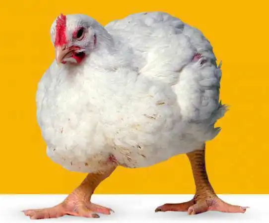 Продажа бройлеров и кормов для птицы с консультациями - Птица (Животные) в Светлоград