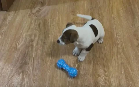 Пропала собака породы Джек Рассел - Животные в Светлоград