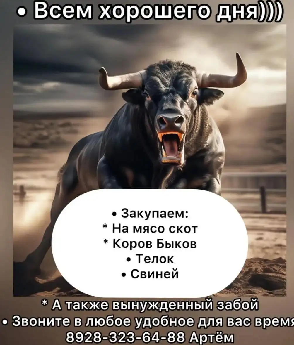 Закупка скота на мясо в Ставропольском крае - Скот (Животные) в Ставропольский край