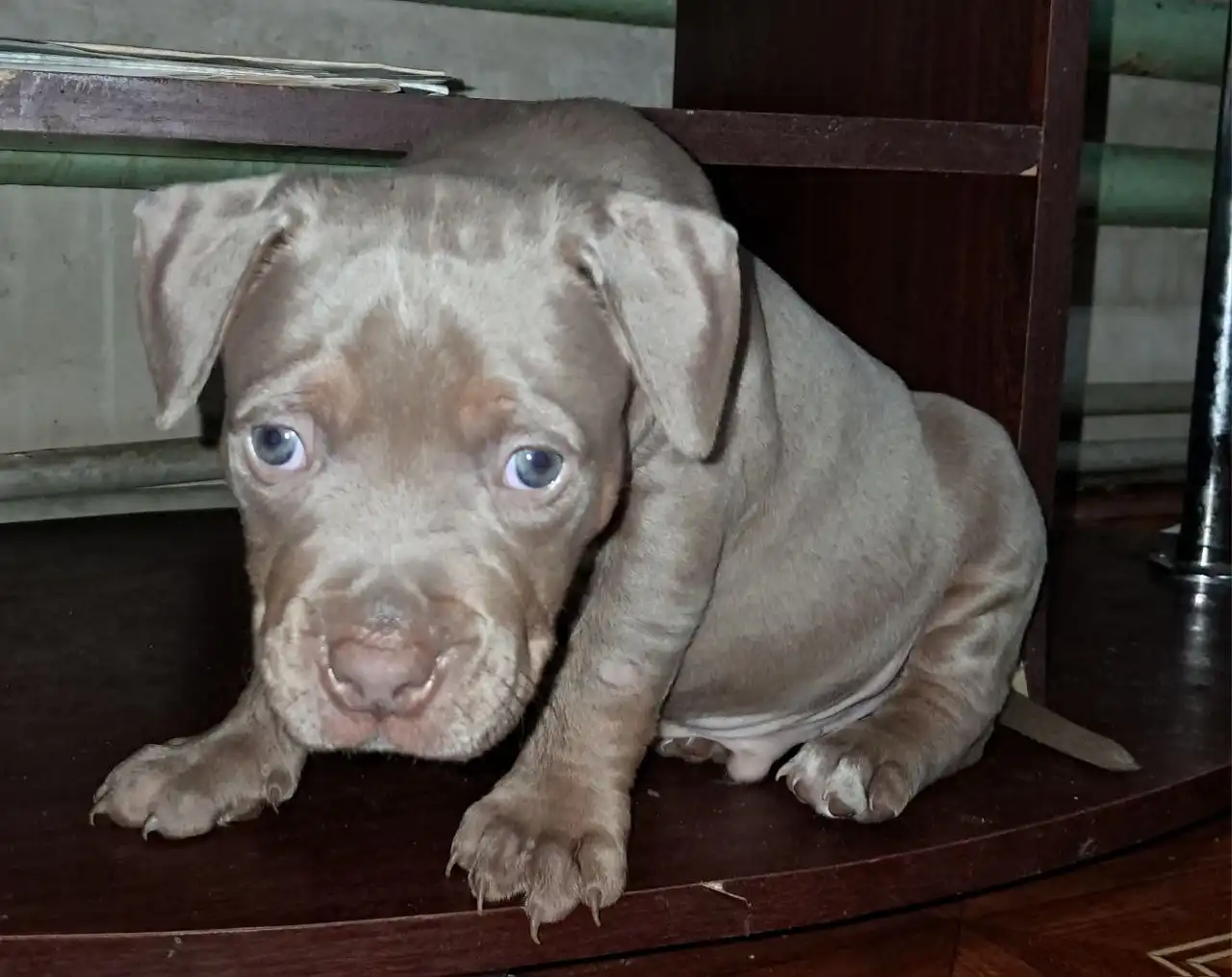 Питбули в Мариуполе