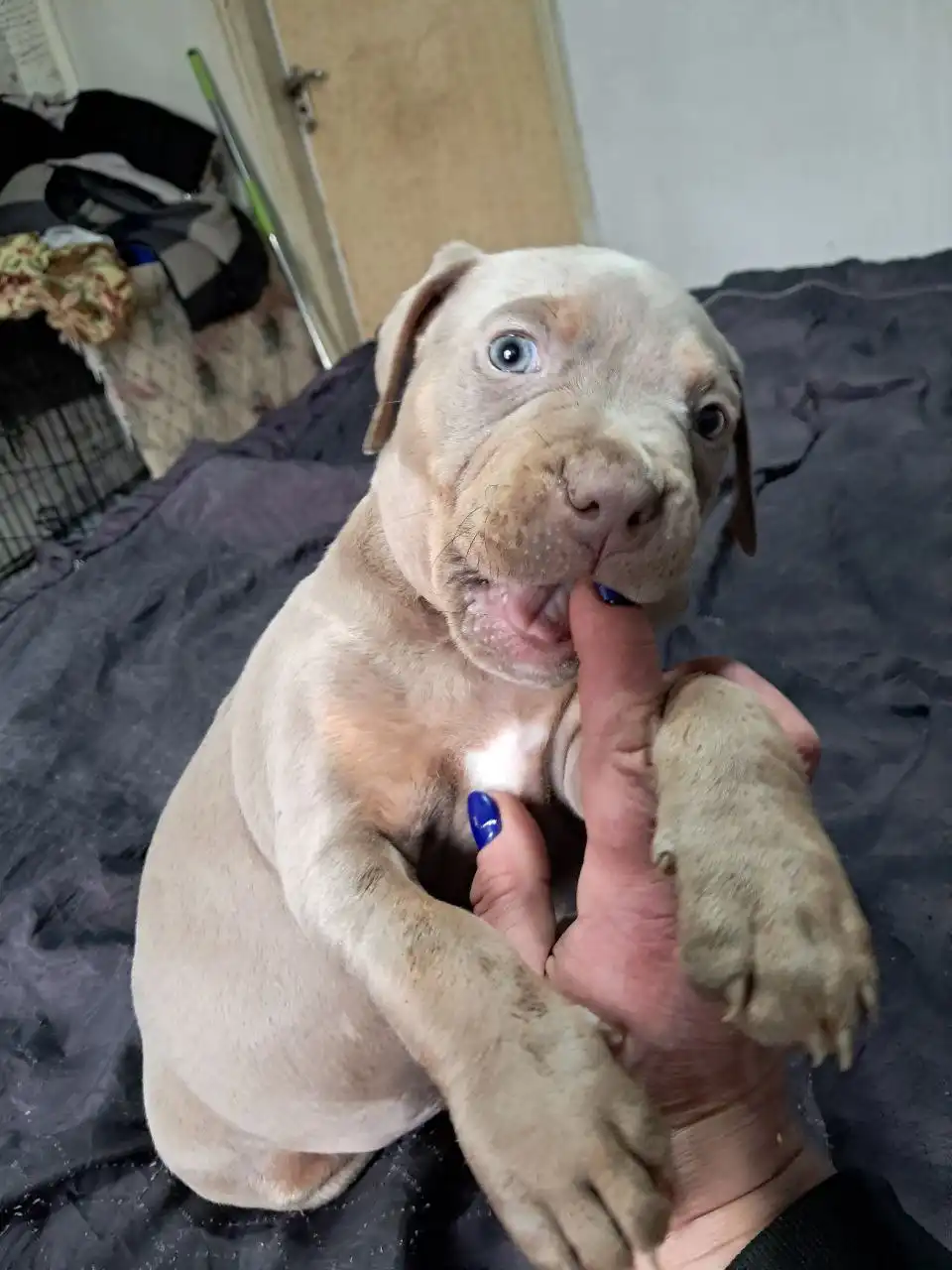 Питбули в Мариуполе