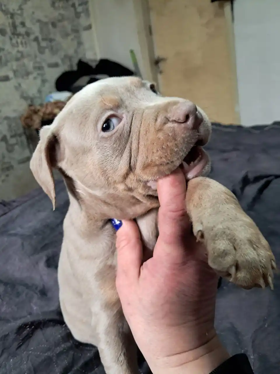 Питбули в Мариуполе