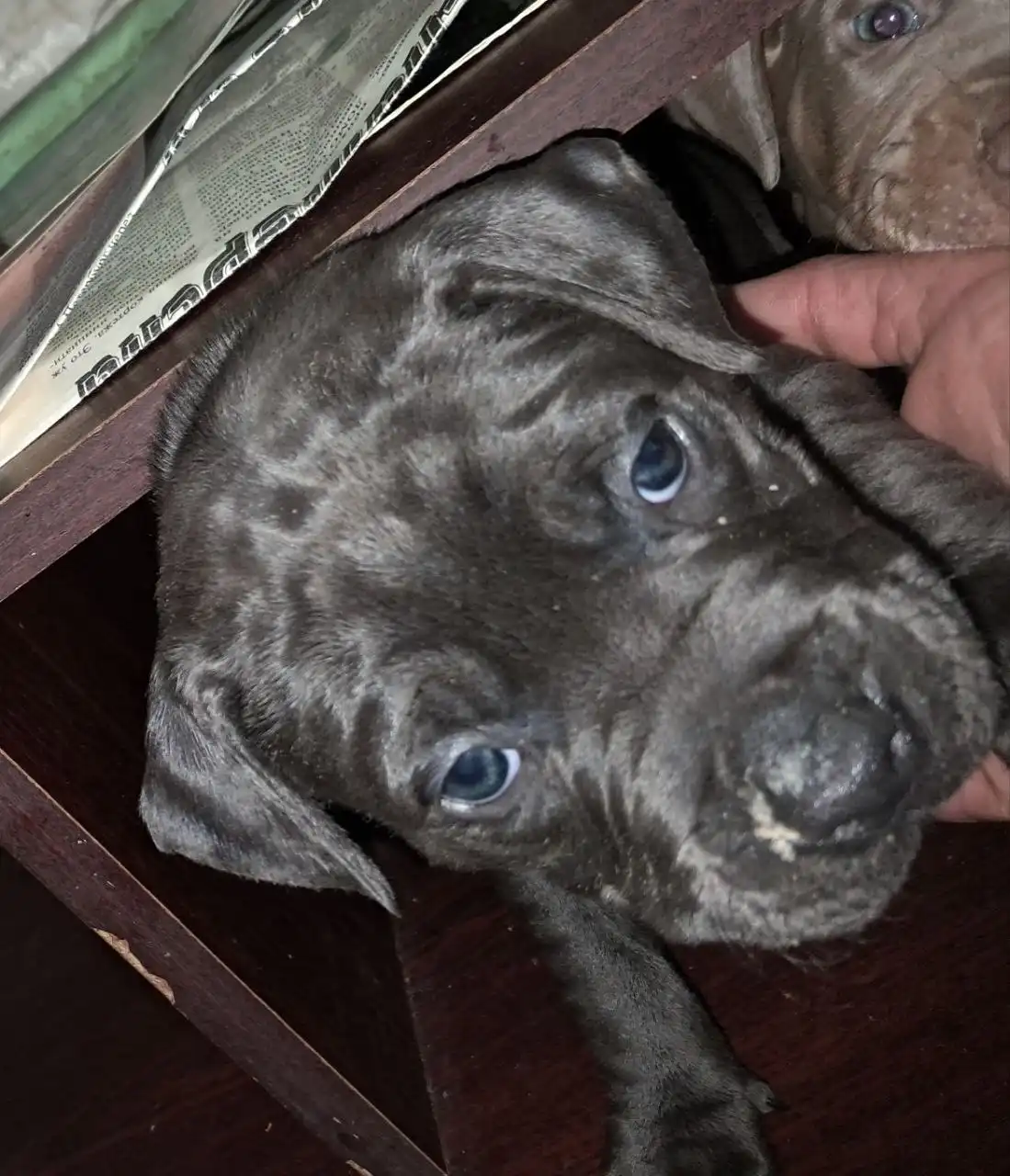 Продажа щенков питбуля в Мариуполе