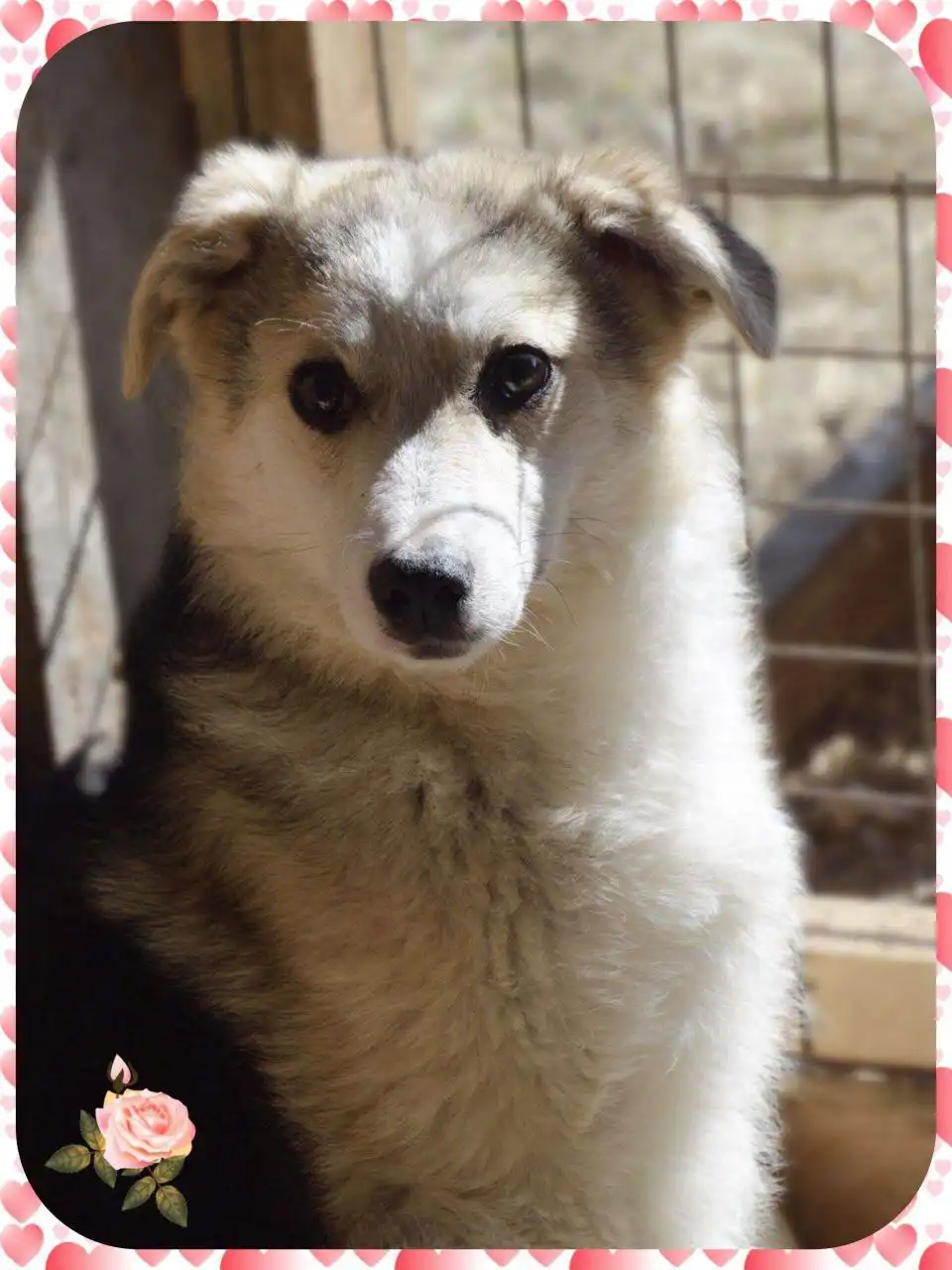 Роза - стерилизованная девочка кошка