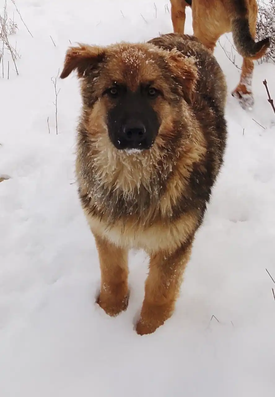 Щенок для семьи и охраны