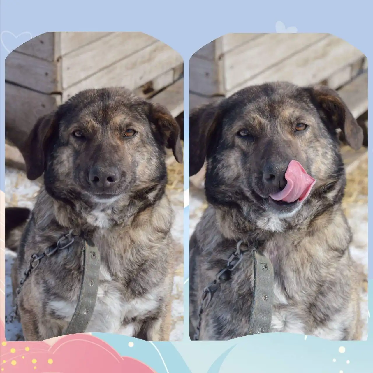 Кошка ФИБИ ищет новый дом