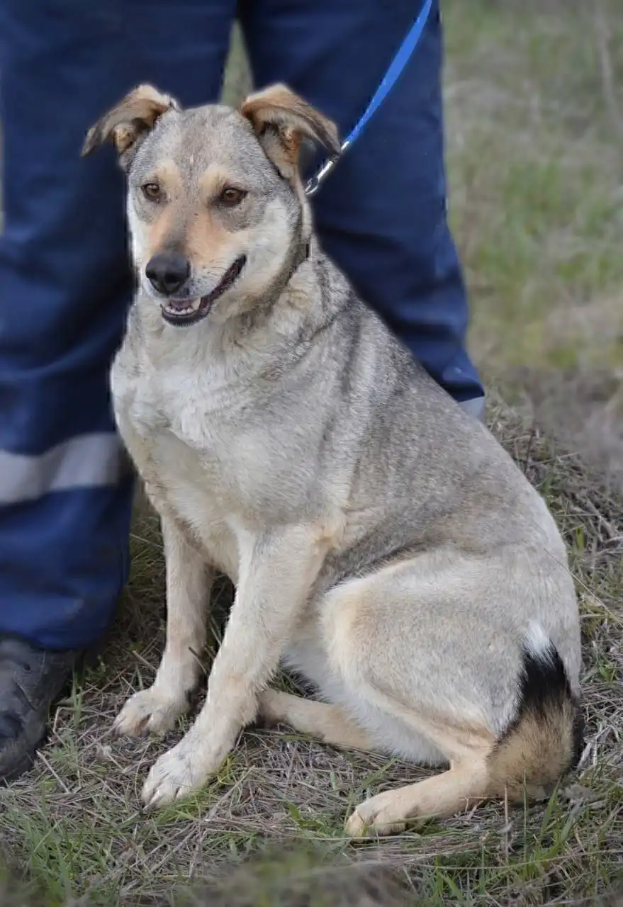 Продажа собаки Конфетка в Саратове - Собаки (Животные) в Саратов