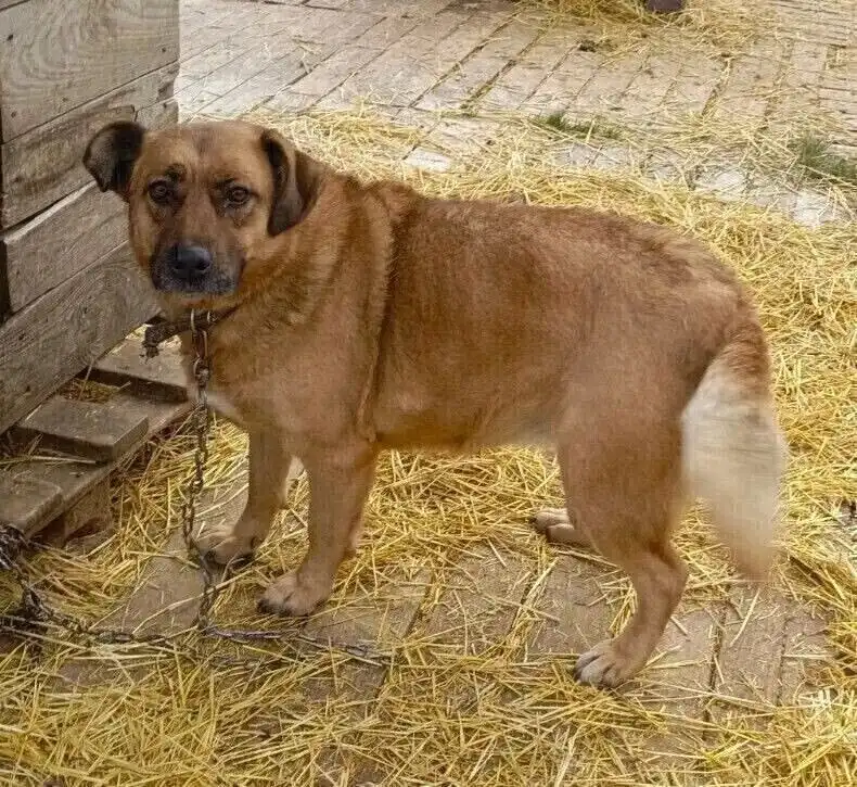 Элечка ищет любящую семью в частный дом - Собаки (Животные) в Саратов