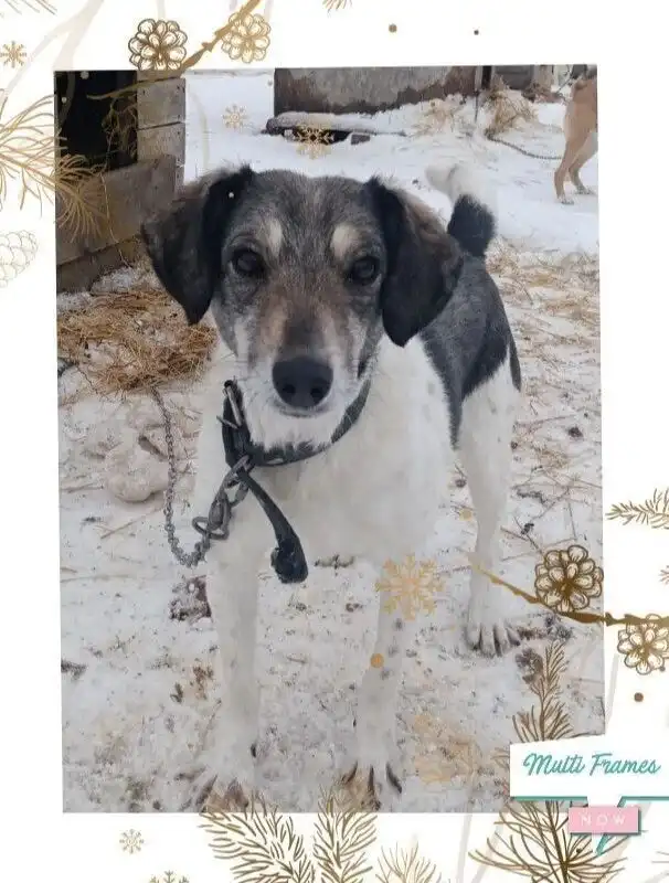 Собачка Кира ищет дом в Саратове - Собаки (Животные) в Саратов