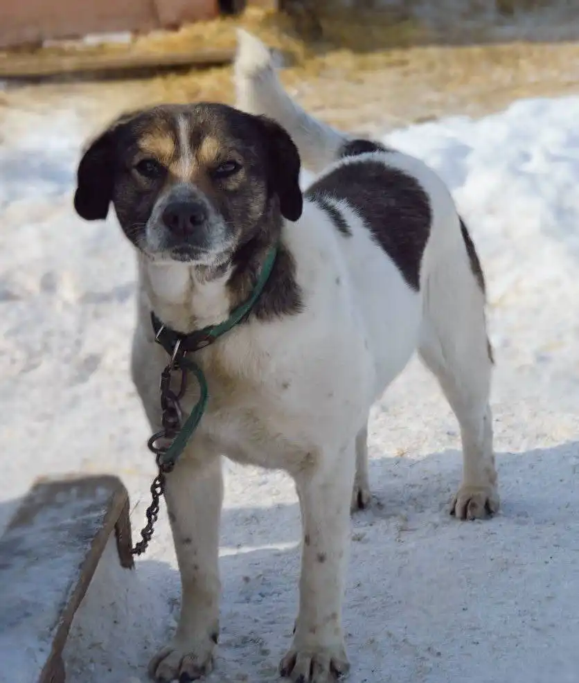 Собака Балу для охраны дома - Собаки (Животные) в Саратов