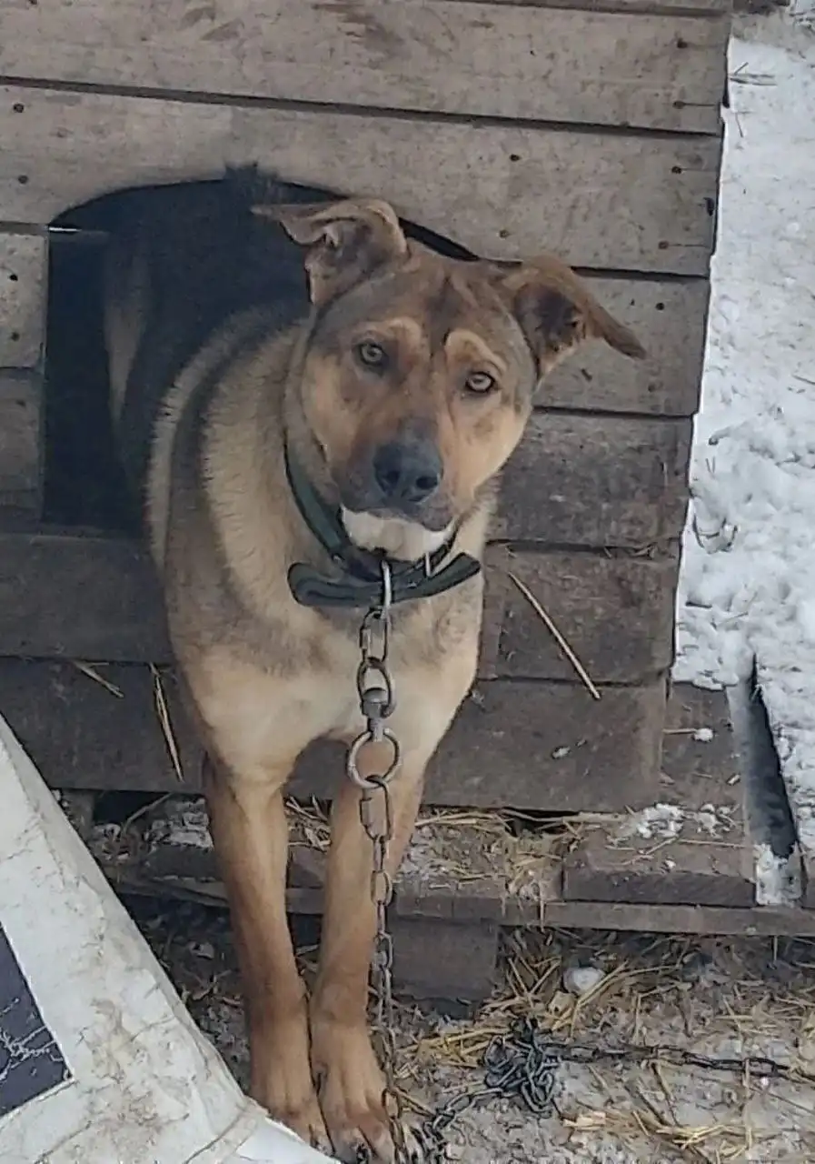 Ищем добрые руки для Томаса - Собаки (Животные) в Саратов