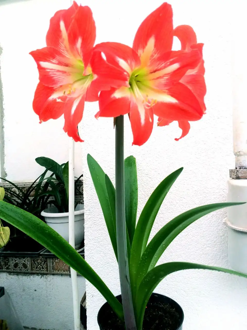 Продается амарилис взрослая луковица в стадии цветения - Растения (Хобби и отдых) в Энгельс