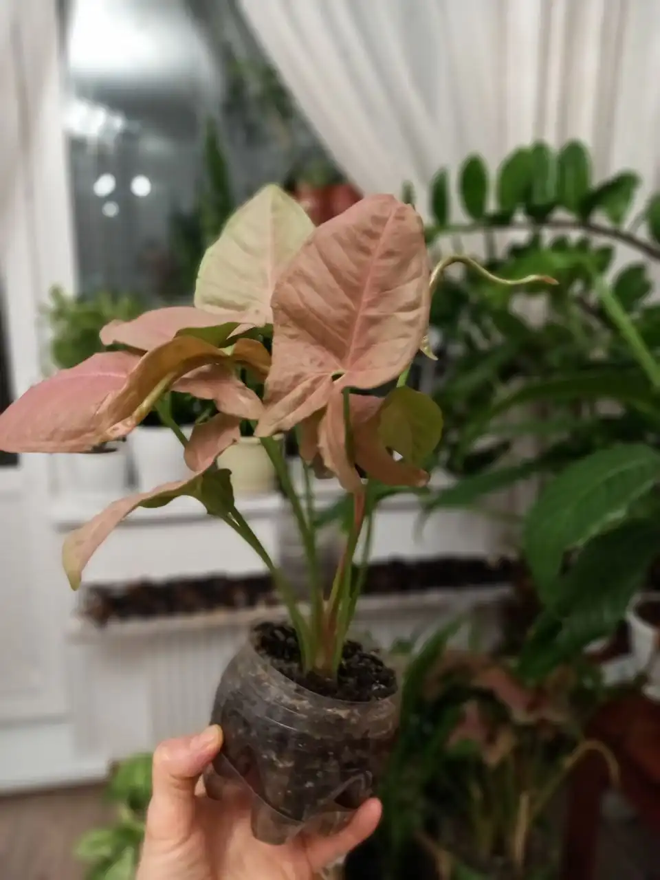 Продажа комнатных растений