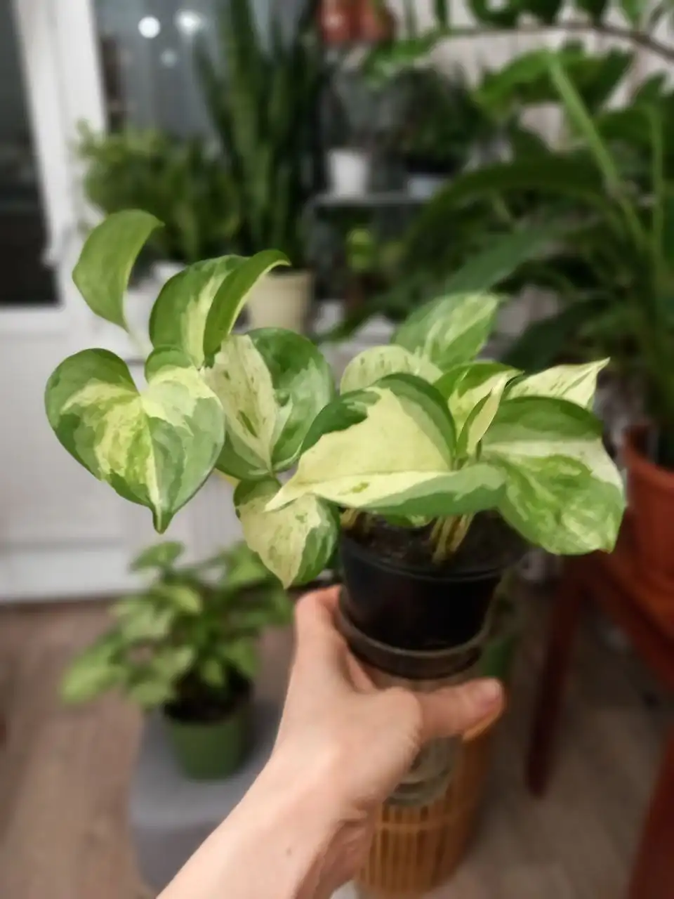 Продажа комнатных растений