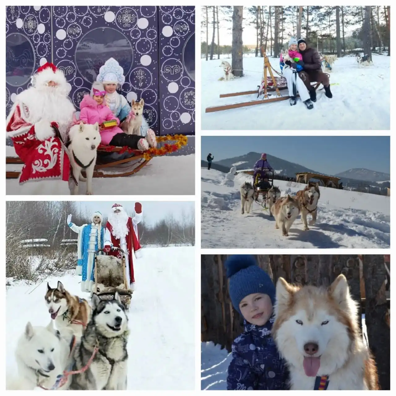Новогодние праздники с ездовыми собаками