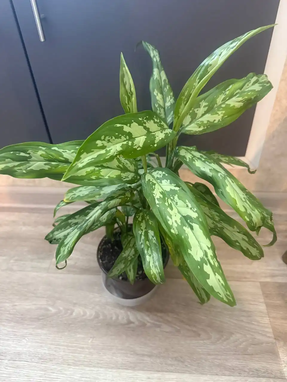 Аглаонема на продажу